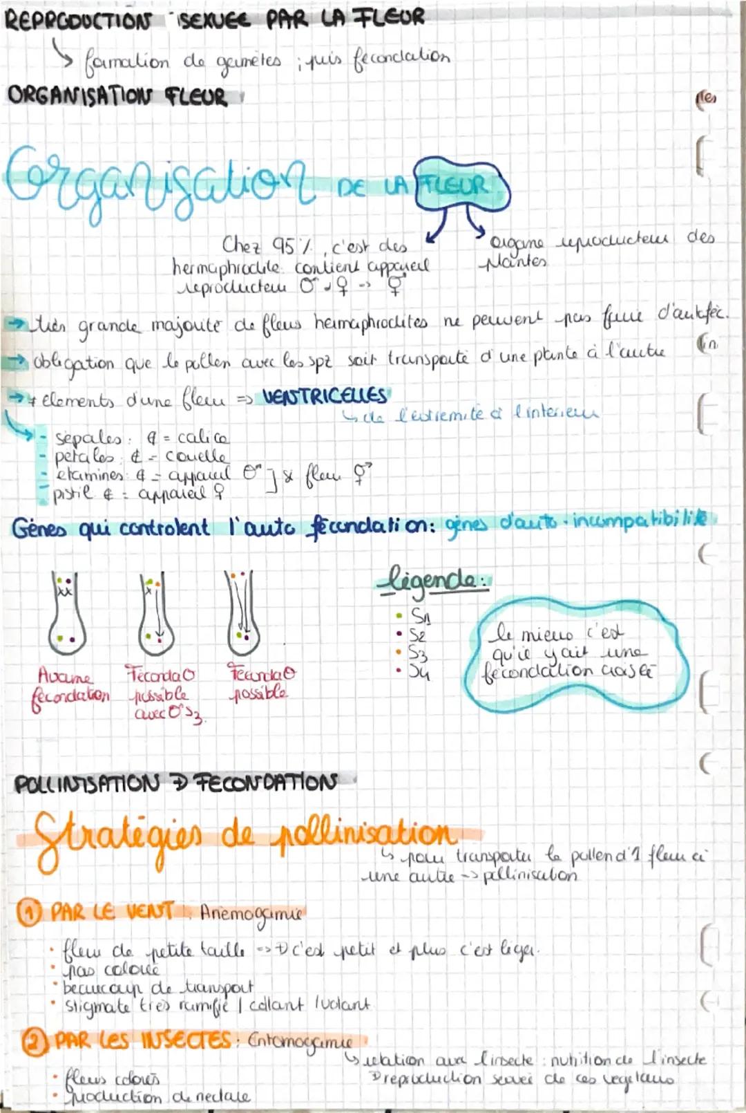 La reproduction
2mocles: sexuée | asexuée
REPRODUCTION ASEXUÉE LA TOTIPOTENCE
DES VEGETAUX
7 repose sur la totipotence & croissance indiforc
