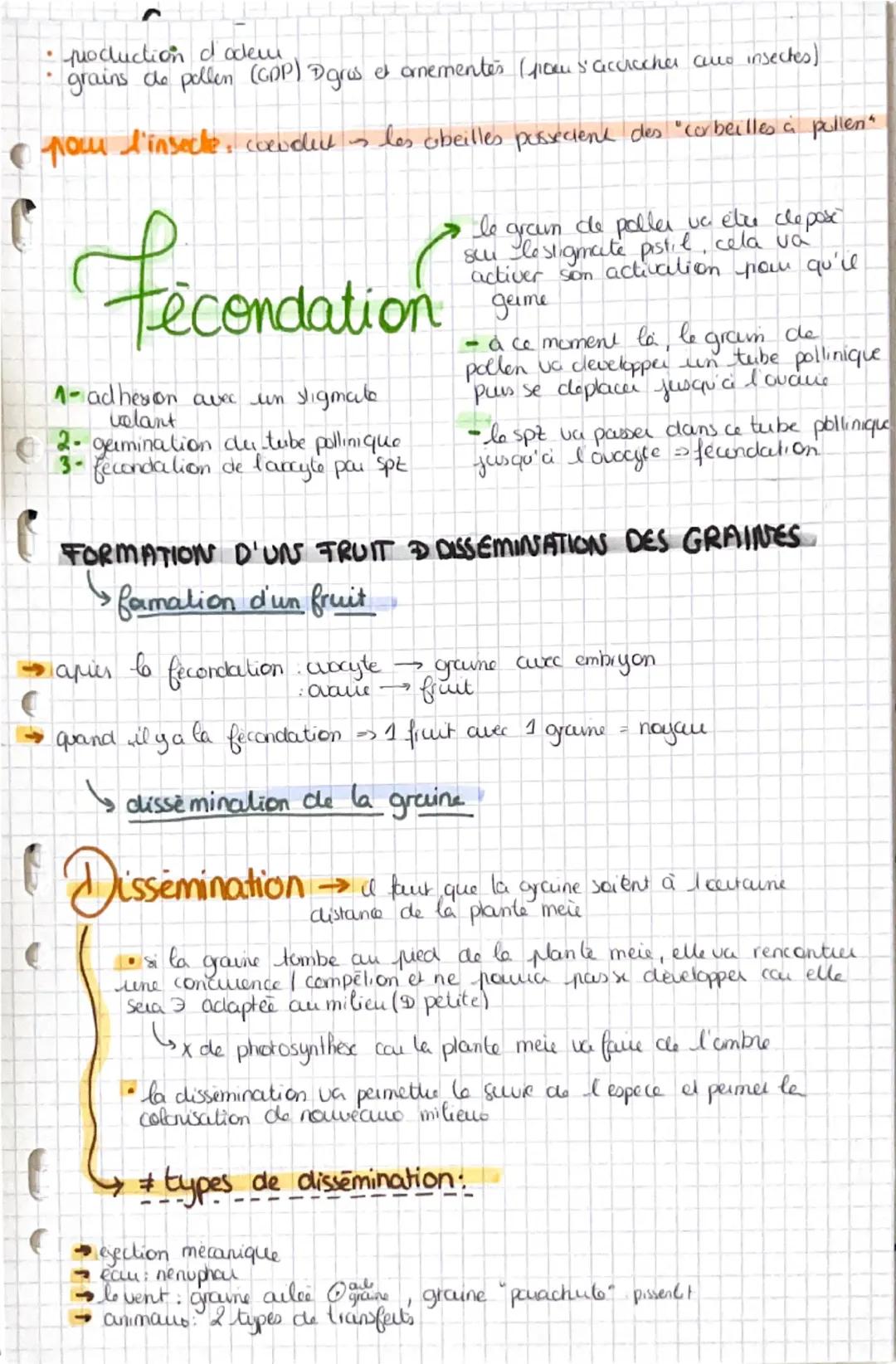 La reproduction
2mocles: sexuée | asexuée
REPRODUCTION ASEXUÉE LA TOTIPOTENCE
DES VEGETAUX
7 repose sur la totipotence & croissance indiforc