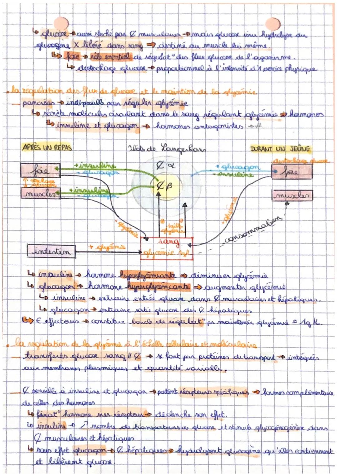 Chapitre 9

Le controle des flux de glucose, source
essentielle d'énergie des cellules muxulaires

glucose sanguinen permance consommé par l
