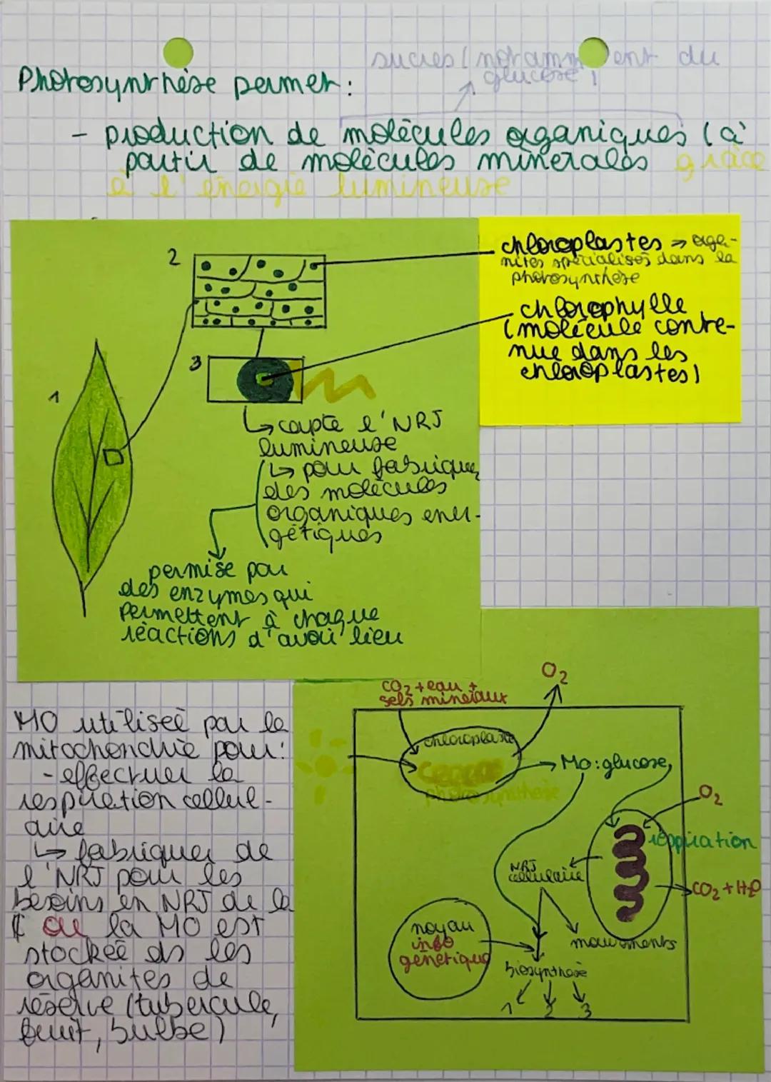 --- OCR Start ---
A
SVT
le métabolisme des
cellules
eval: 1104
ch3
METABOLISME: ensemble des reactions qui se
découlent dans le milieu intet