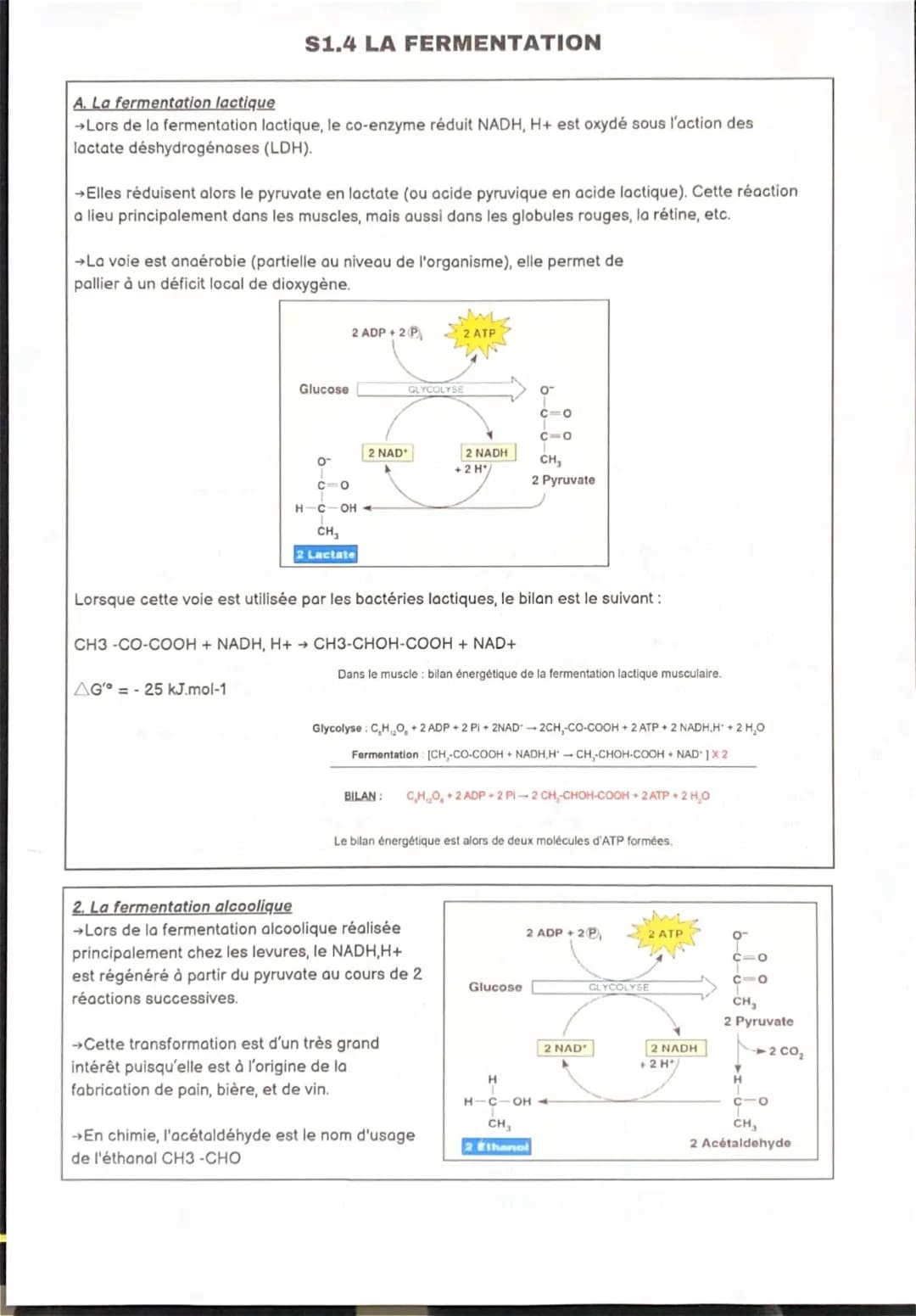 Tout savoir sur la Fermentation Lactique et Alcoolique en SVT