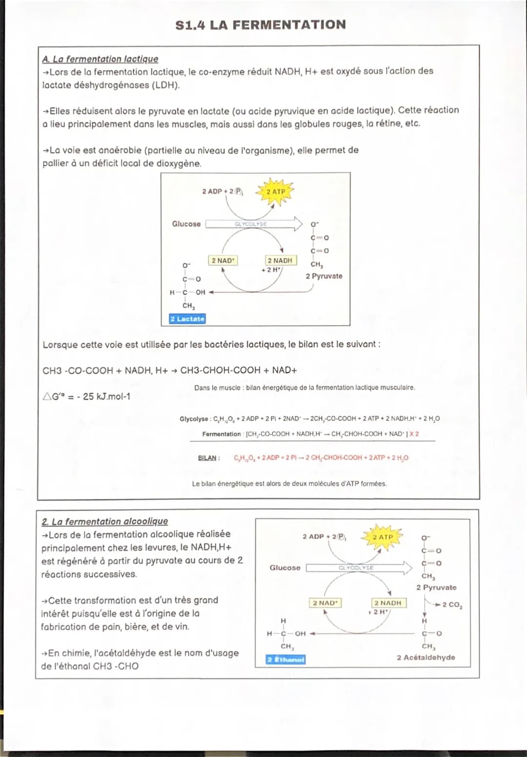 S1.4 LA FERMENTATION
A. La fermentation lactique
→ Lors de la fermentation lactique, le co-enzyme réduit NADH, H+ est oxydé sous l'action de