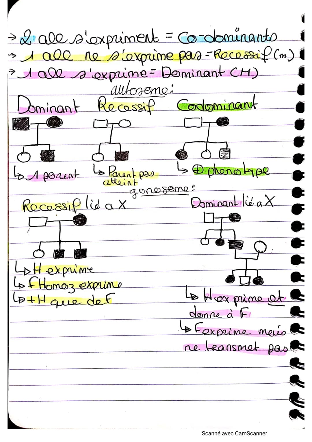 op
مه
genotype au prenscype
дет
Chromatide
Genotype Bonsemble dea genes d'un individue
(o
allele-
alleter
Phénotype : ensemble des caractere