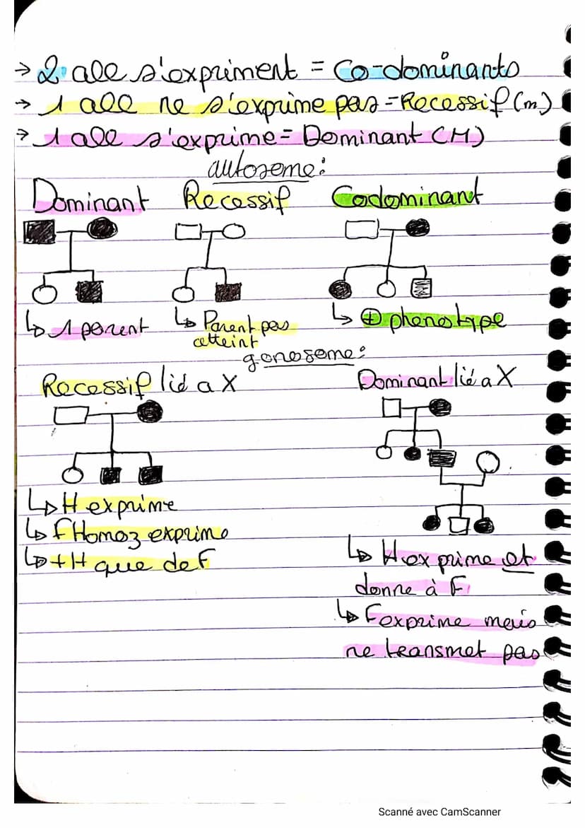 op
مه
genotype au prenscype
дет
Chromatide
Genotype Bonsemble dea genes d'un individue
(o
allele-
alleter
Phénotype : ensemble des caractere