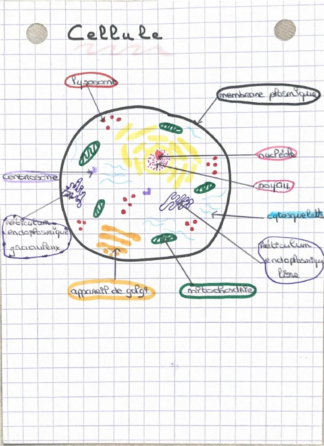 Cellule
Bysosome
membrane plasmique
Centrasone
réticulum
endoplasmique
granuleux
nucléole
noyau
cytosquelette
réticulum
endoplasmique
lisse
