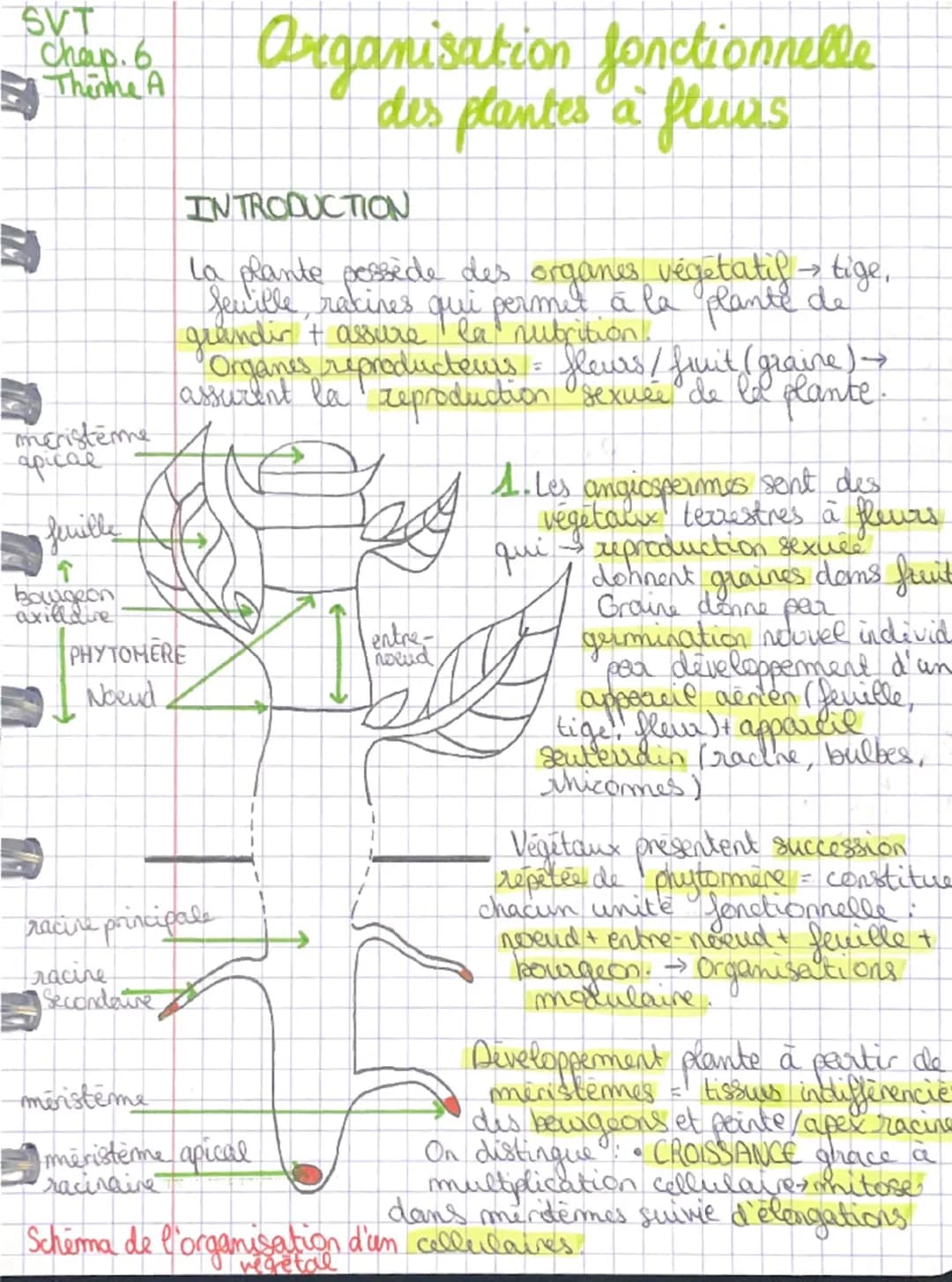 SVT
Chap. 6
Theme A

Organisation fonctionnelle
des plantes à fleurs

INTRODUCTION

La plante pessède des organes végétatif→tige,
Seville, r