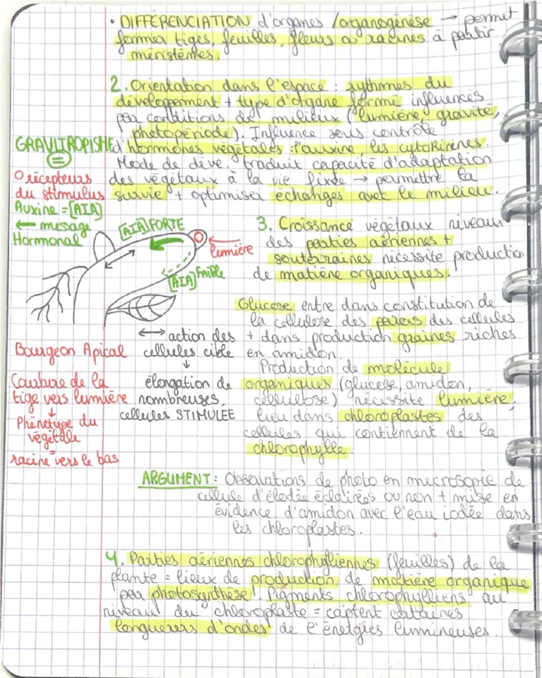 SVT
Chap. 6
Theme A

Organisation fonctionnelle
des plantes à fleurs

INTRODUCTION

La plante pessède des organes végétatif→tige,
Seville, r
