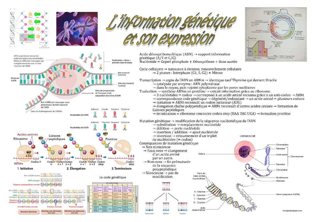 Cours de BPH Terminale ST2S : Expression et Mutations de l'Information Génétique PDF