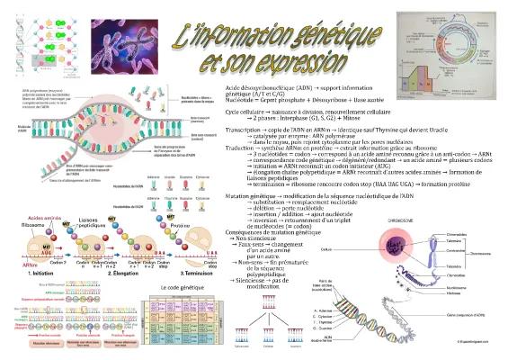 Know Fiche ST2S BPH : L'information génétique et son expression  thumbnail