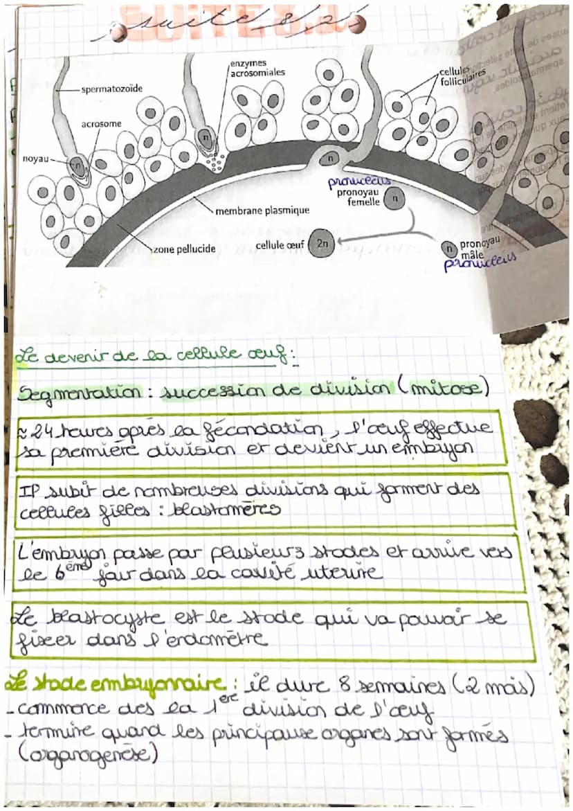 خرید
وبدا المنهم من الان
LA GROSBIESSE: PARTIE A
Fécondation : c'est la fusion d'un spermatozoide
et d'un ovocyte donnant une cellule
auf ap