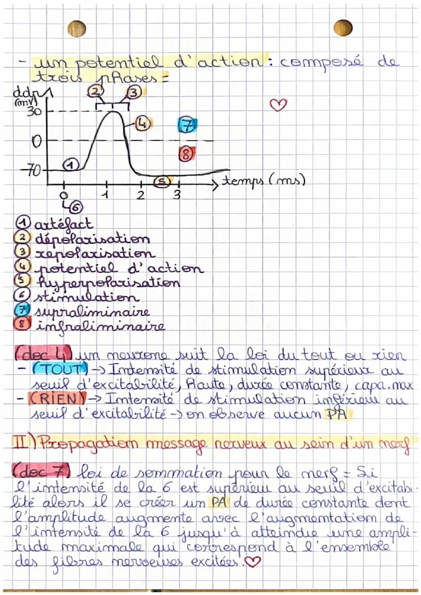 CHAPITRE 10 PÔLE 3
Physiologies nerveuses
VOIR TOUS LES DOCUMENTS?
I) Comment la propagation du message.
merveux a lieu au sein d'un neurone