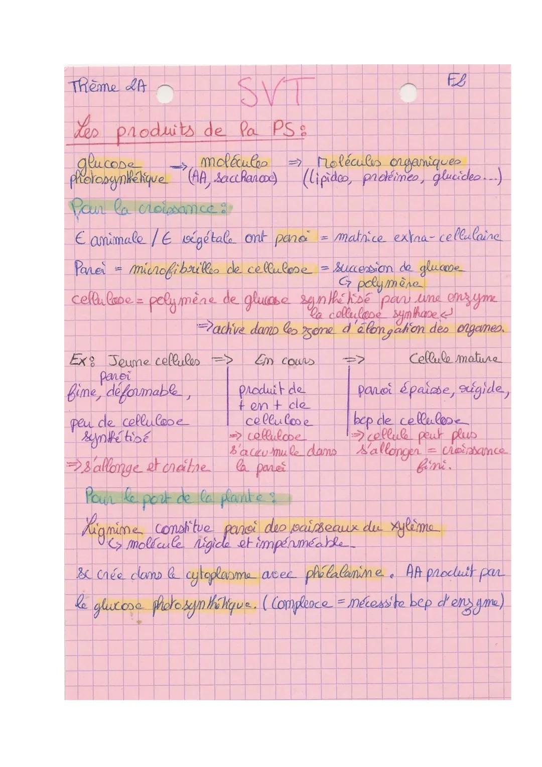 Theme 2A
SVT
La plante productrice de matières organique
Plante-autchophes = capacité de produire de la matière
organique à partir de matièr