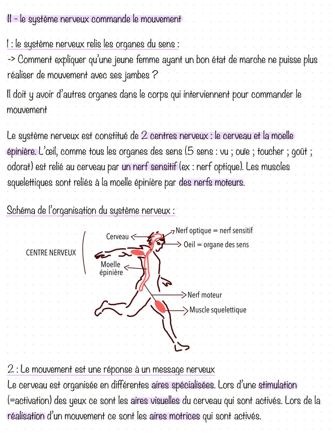 Le fonctionnement de l'organisme au cours de
l'effort physique
L'effort physique correspond à la réalisation d'un exercice soutenu qui
solli