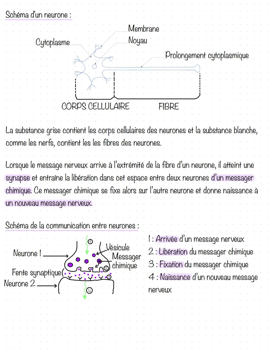 Fonctionnement de l'organisme et effort physique 5ème - Évaluation SVT PDF avec correction