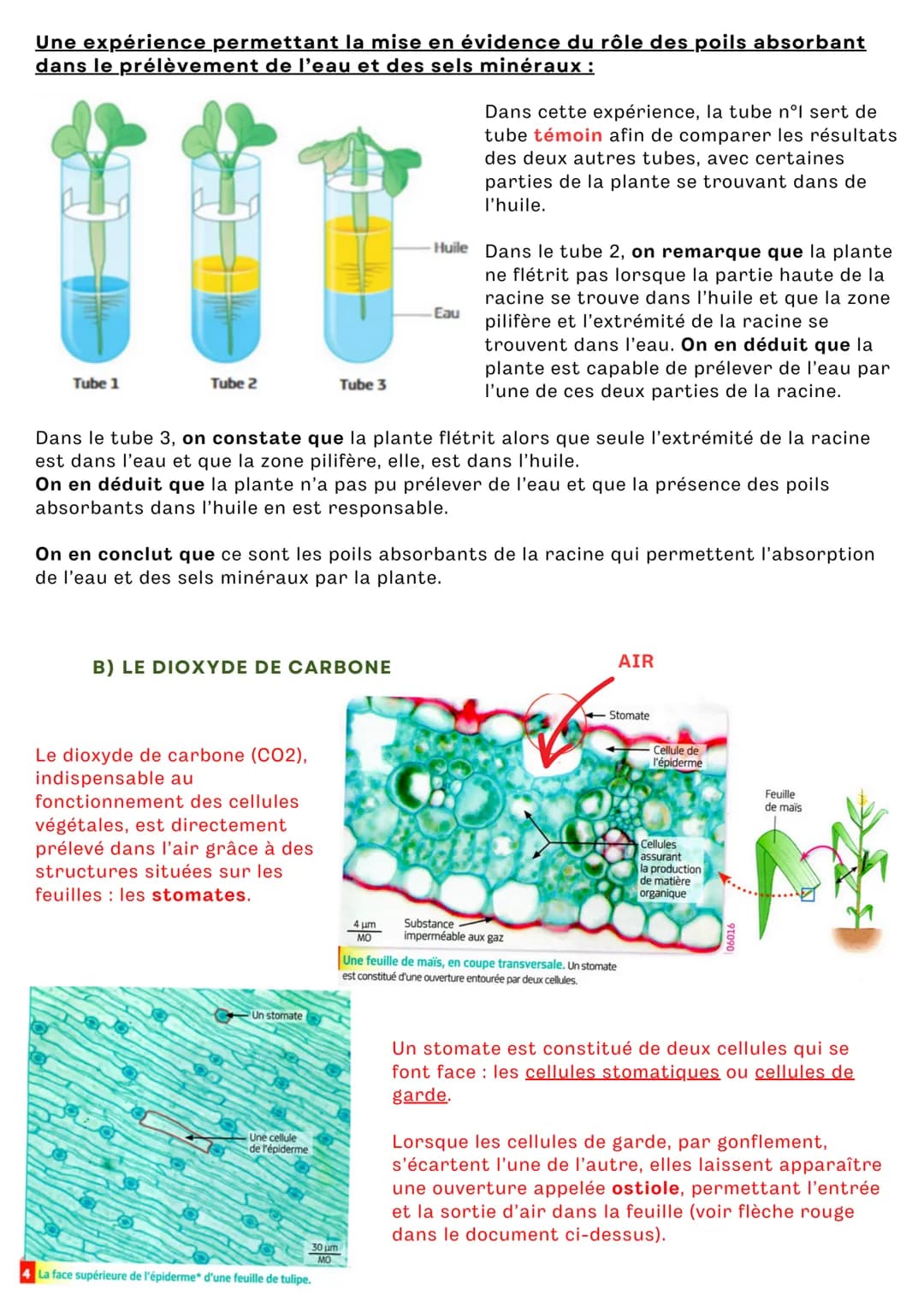 # QUELS SONT LES BESOINS NUTRITIFS DES
# VÉGÉTAUX CHLOROPHYLLIENS ?

Depuis la classe de 6ème, on sait que les végétaux sont des producteurs