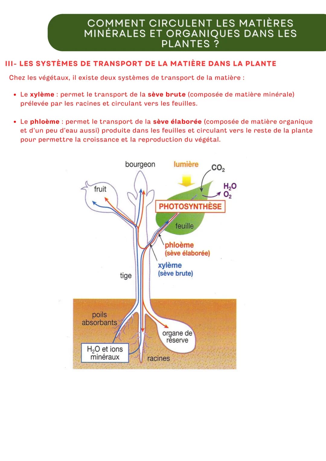 # QUELS SONT LES BESOINS NUTRITIFS DES
# VÉGÉTAUX CHLOROPHYLLIENS ?

Depuis la classe de 6ème, on sait que les végétaux sont des producteurs