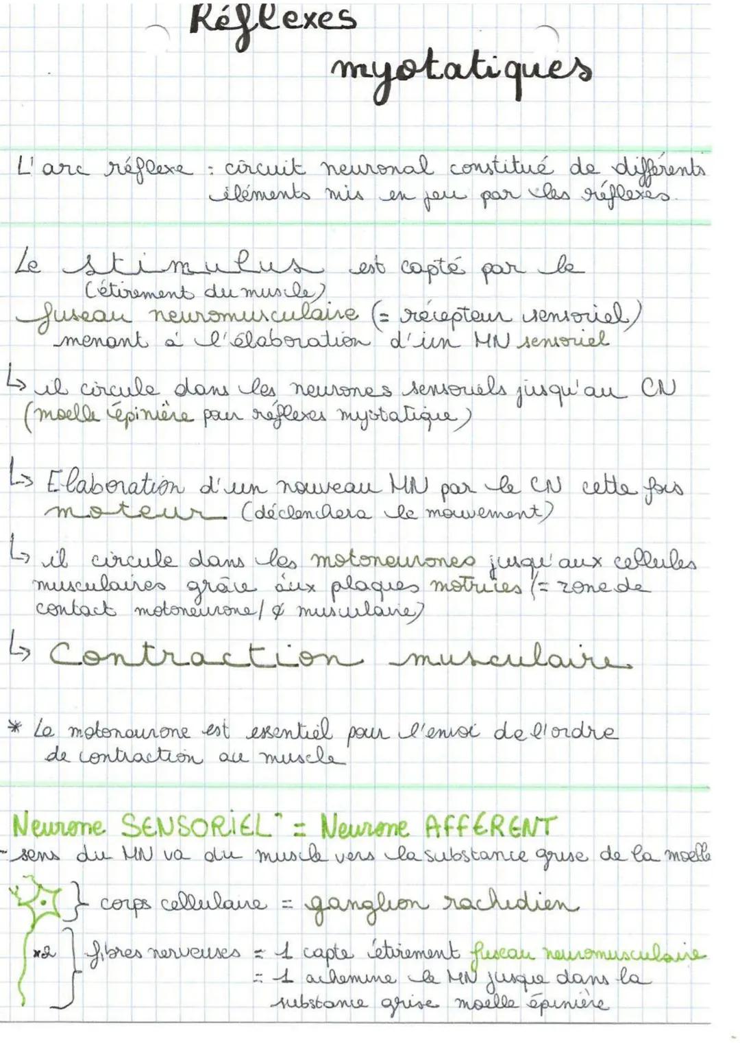 Réflexes
myotatiques
L'arc réflexe : circuit neuronal constitué de differents.
éléments mis en jeu par les réflexes.
Ze stimulus est capté p
