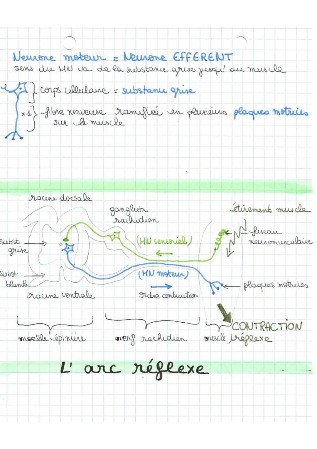 Réflexes
myotatiques
L'arc réflexe : circuit neuronal constitué de differents.
éléments mis en jeu par les réflexes.
Ze stimulus est capté p