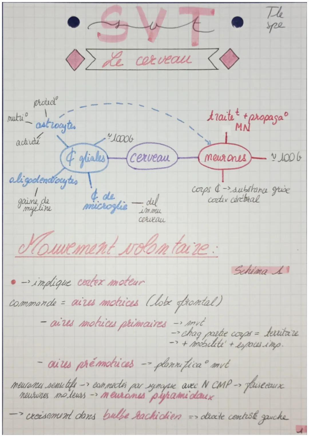 - mutri
- protid
- astrocytes
- activité

& gliales
oligodendrocytes
/
gaime, de
myeline

Le cerveau

10000

& ¢ de
microglia

Cerveau
del
i