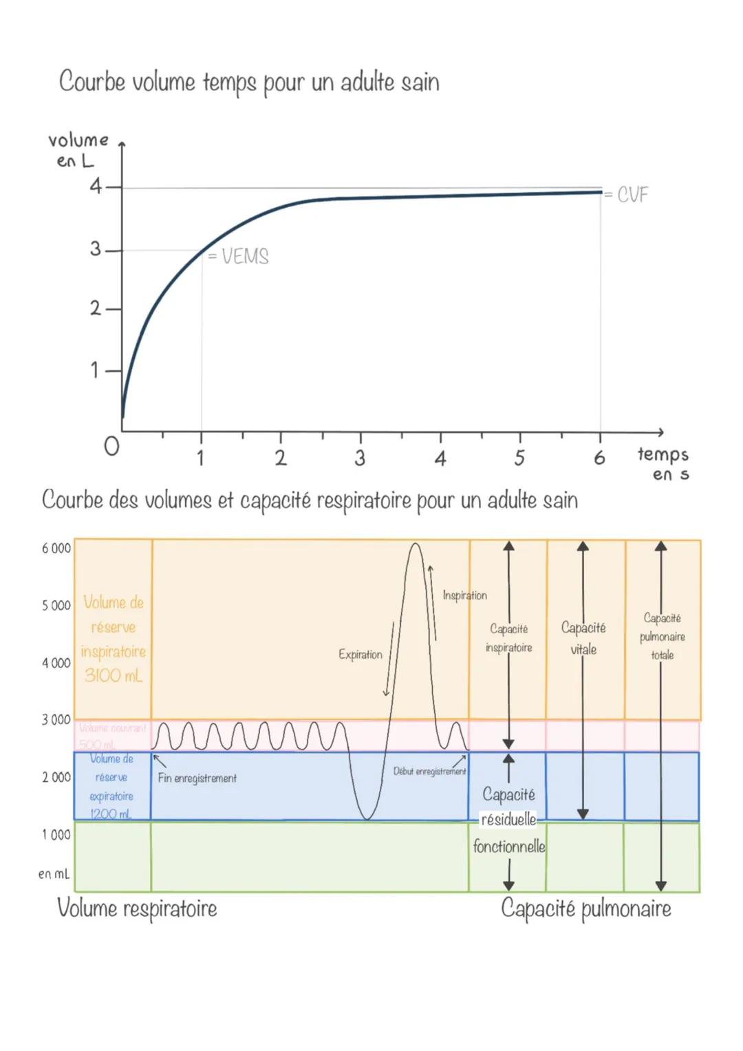Courbe volume temps pour un adulte sain
volume
en L
4
6 000
4 000
3 000
2.
5 000 Volume de
réserve
inspiratoire
3100 mL
2 000
3.
1
Courbe de