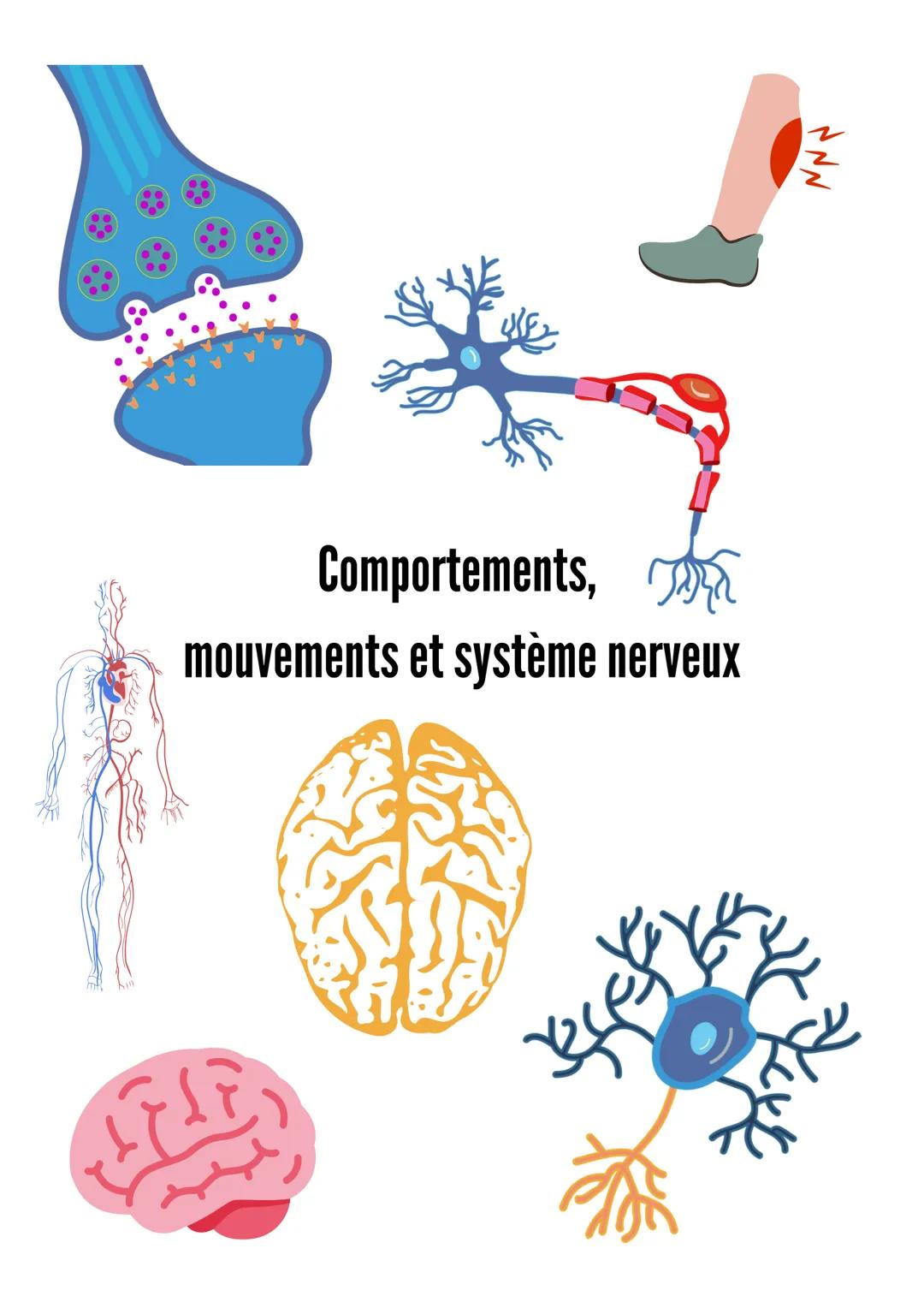 Comportements, 帆
mouvements et système nerveux
迎
会
NNN La contraction musculaire est à l'origine de notre motricité. Le système nerveux comm