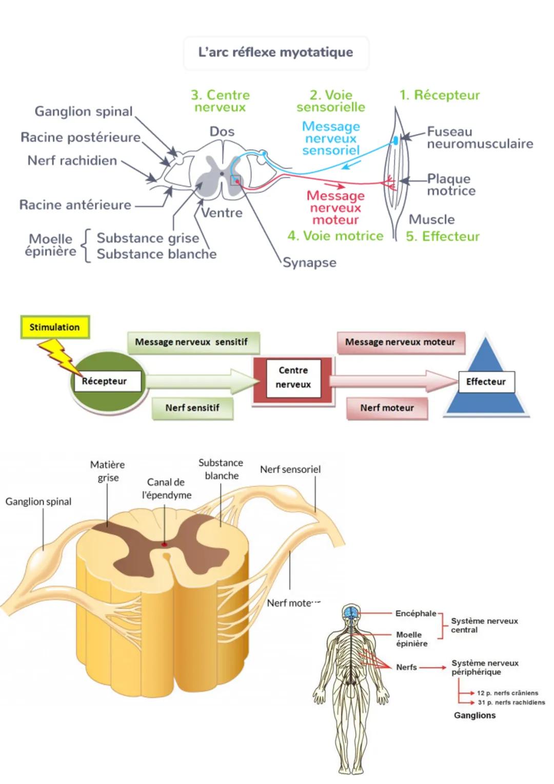 Comportements, 帆
mouvements et système nerveux
迎
会
NNN La contraction musculaire est à l'origine de notre motricité. Le système nerveux comm