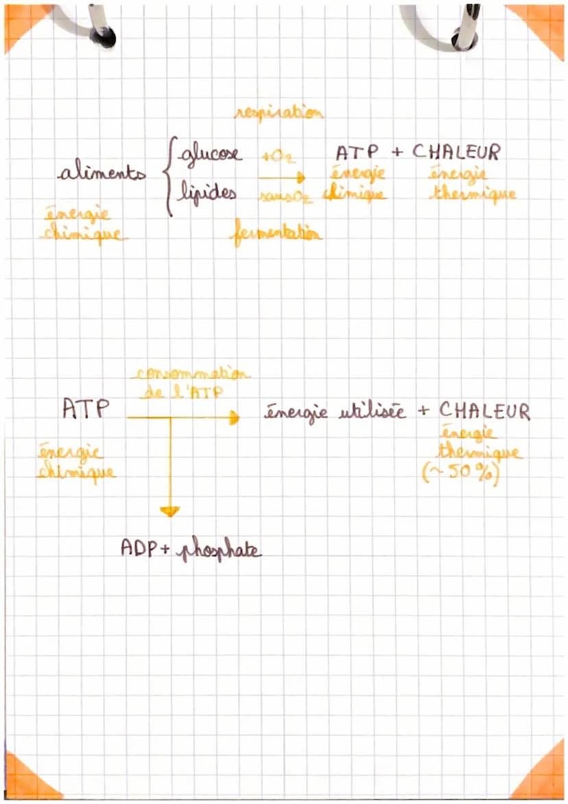 ●
enseignement
O scientifique
The bilan thermique du corps humain (1)
●
le milie
Les échanges thermiques entre l'organisare at
Les échanges 