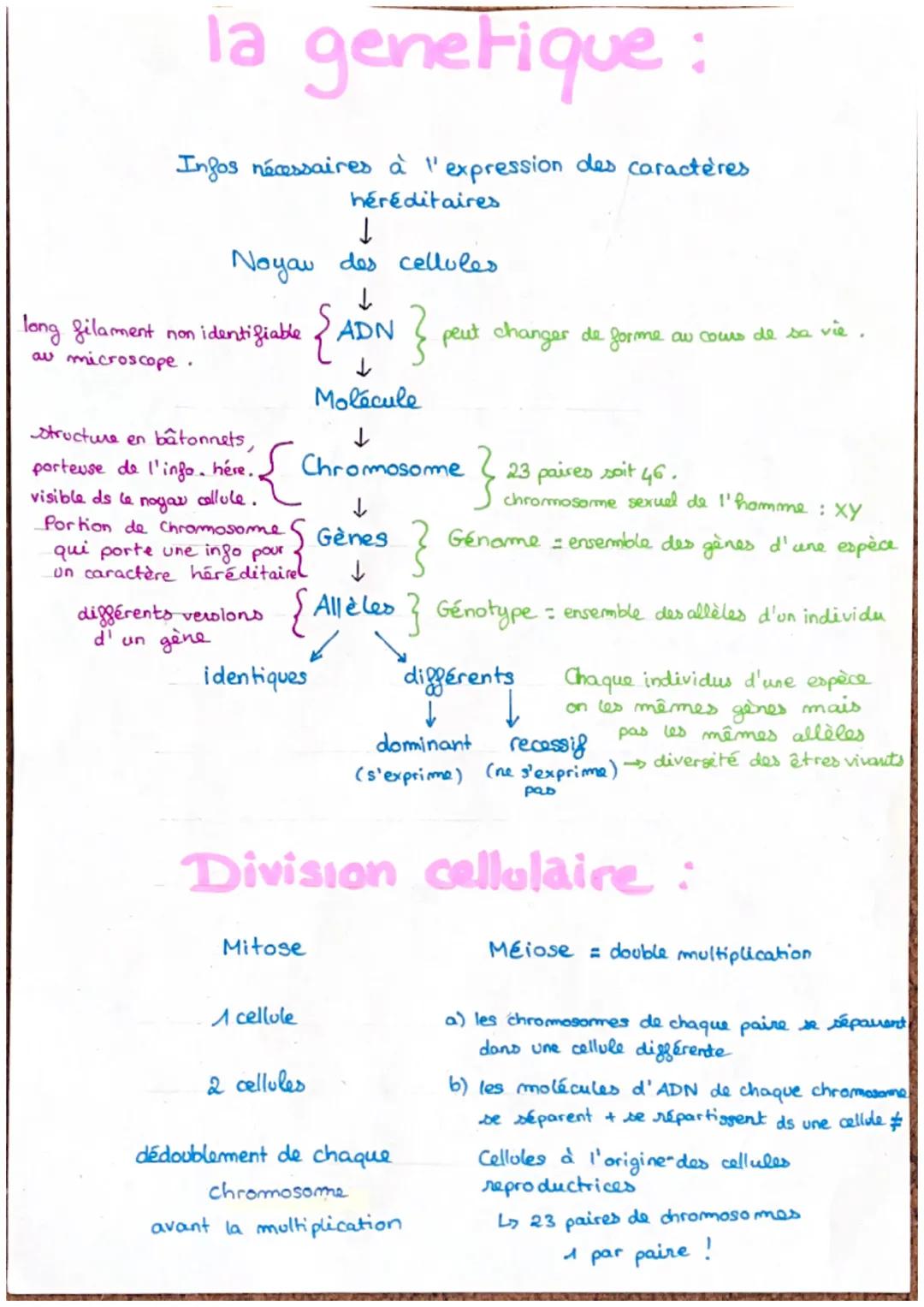 # la genetique :

Infos nécessaires à l'expression des caractères
héréditaires

↓

Noyau des cellules

↓

long filament non identifiable {AD