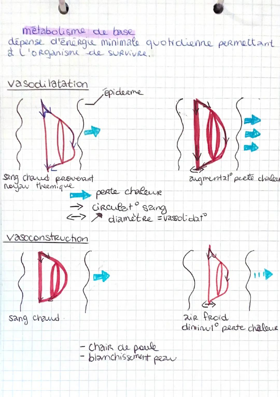 DA
SVT - chapitre 3 24/11/21
BILAN THERMIQUE
CORPS HUMAIN
peau = épiderme , derme, hypoderme.
Organisation cellulaire peau
poils
épiderme
th
