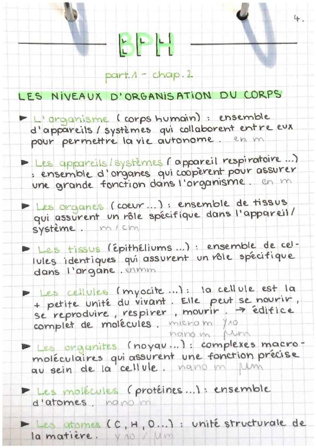 Découvre les Niveaux d'Organisation du Corps Humain et les Tissus Épithéliaux