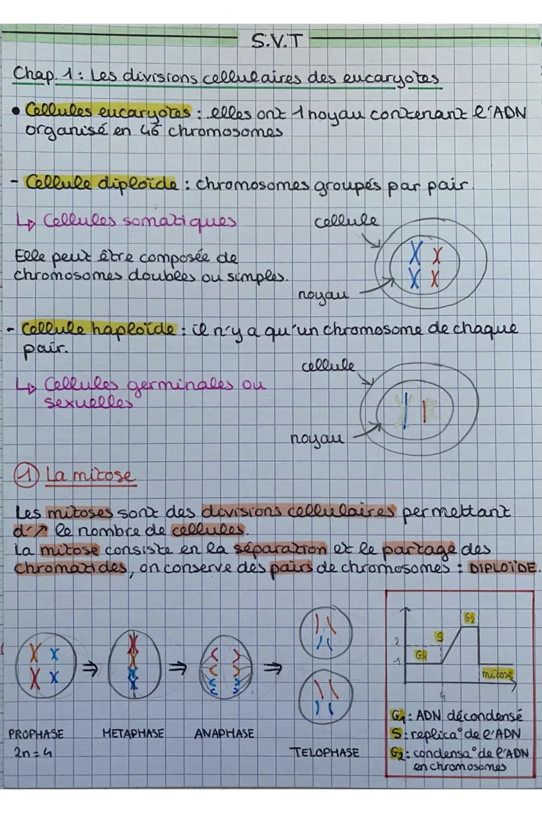 Chap 1: Les divisions cellulaires des eucaryotes
• Cellules eucaryotes: elles ont 1 noyau contenant l'ADN
organisé en 46 chromosomes
S.V.T
C