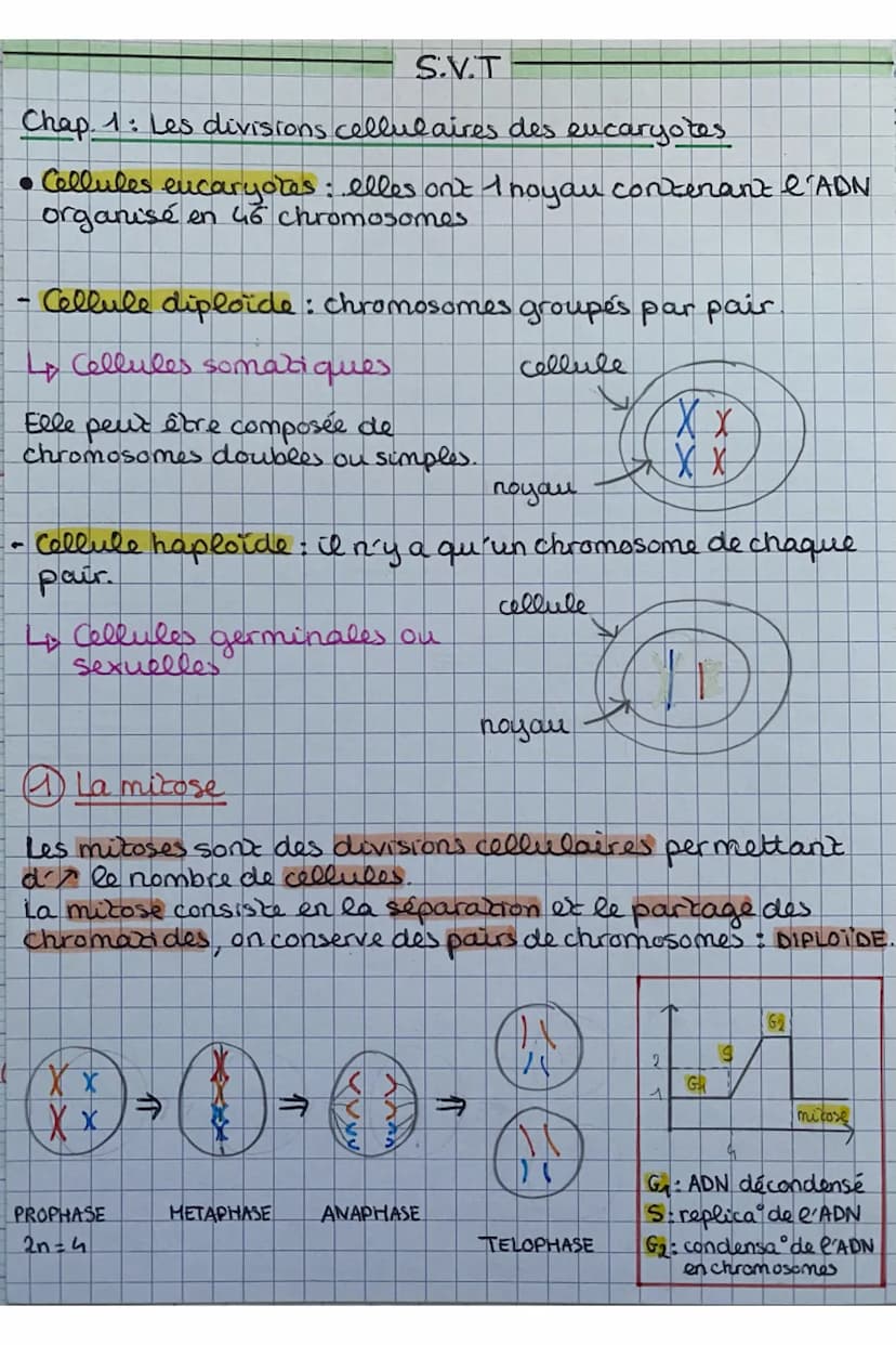 Chap 1: Les divisions cellulaires des eucaryotes
• Cellules eucaryotes: elles ont 1 noyau contenant l'ADN
organisé en 46 chromosomes
S.V.T
C