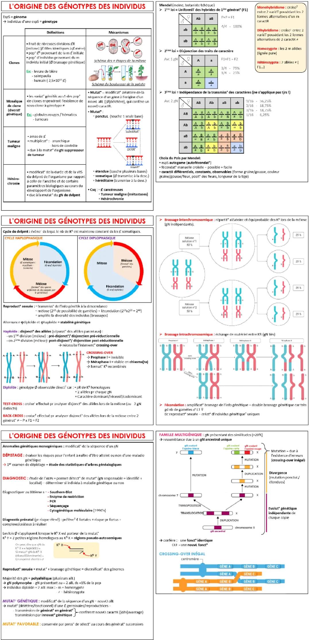 Découvre le Génotype et Phénotype : Exercices, Quiz et Mutations Rigolos