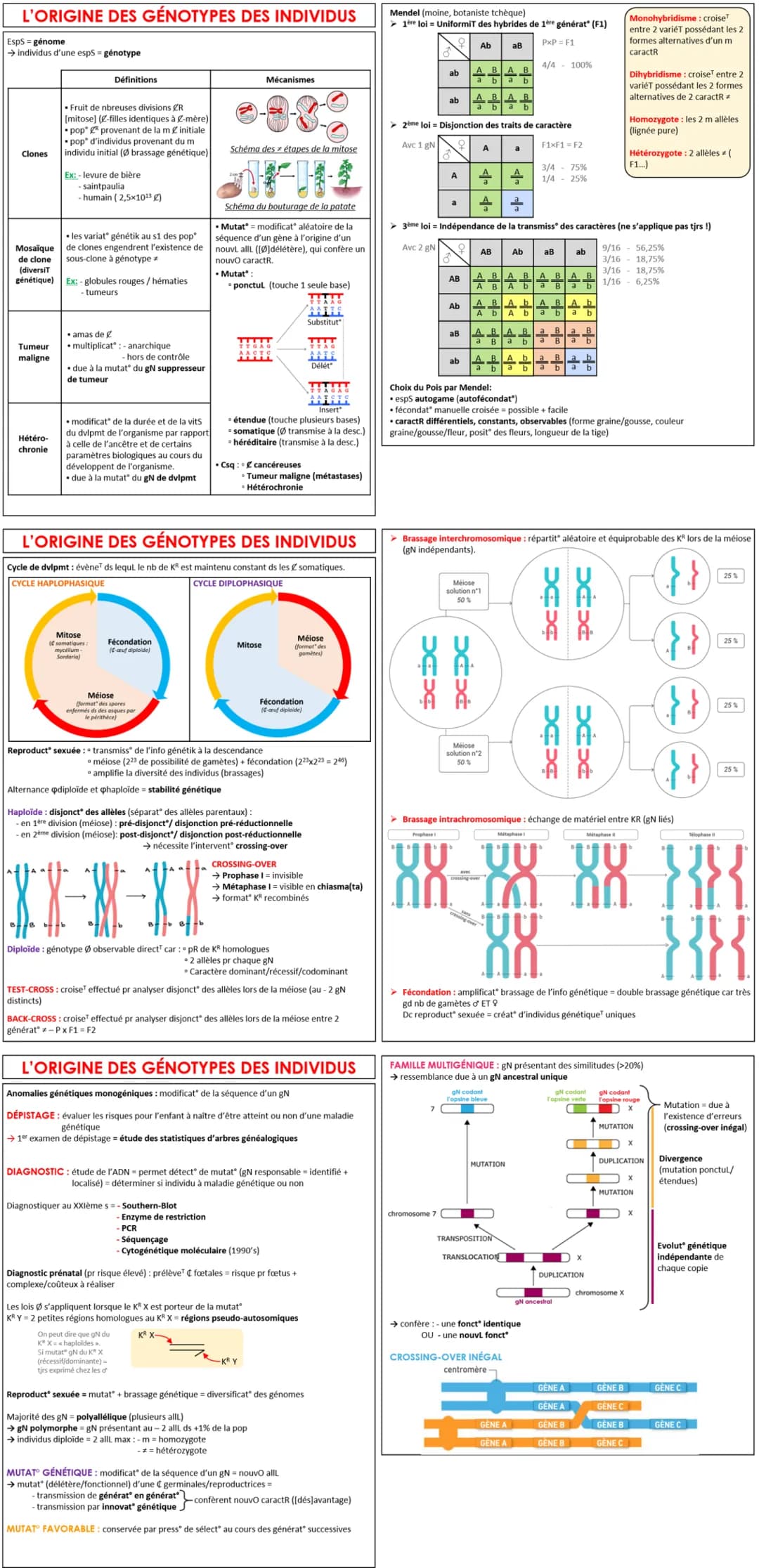 L'ORIGINE DES GÉNOTYPES DES INDIVIDUS
EspS = génome
→ individus d'une espS = génotype
Clones
Mosaïque
de clone
(diversit
génétique)
Tumeur
m