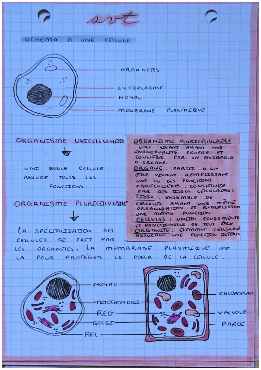 cellules et ADN 