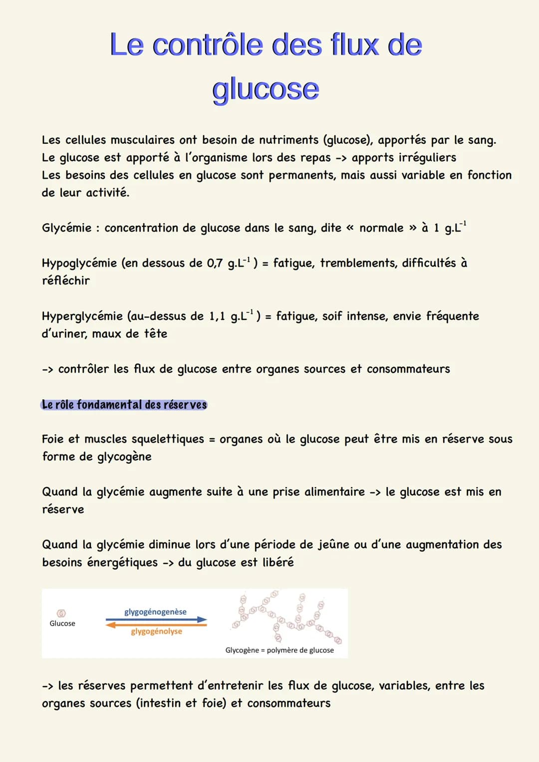 Le contrôle des flux de
glucose
Les cellules musculaires ont besoin de nutriments (glucose), apportés par le sang.
Le glucose est apporté à 