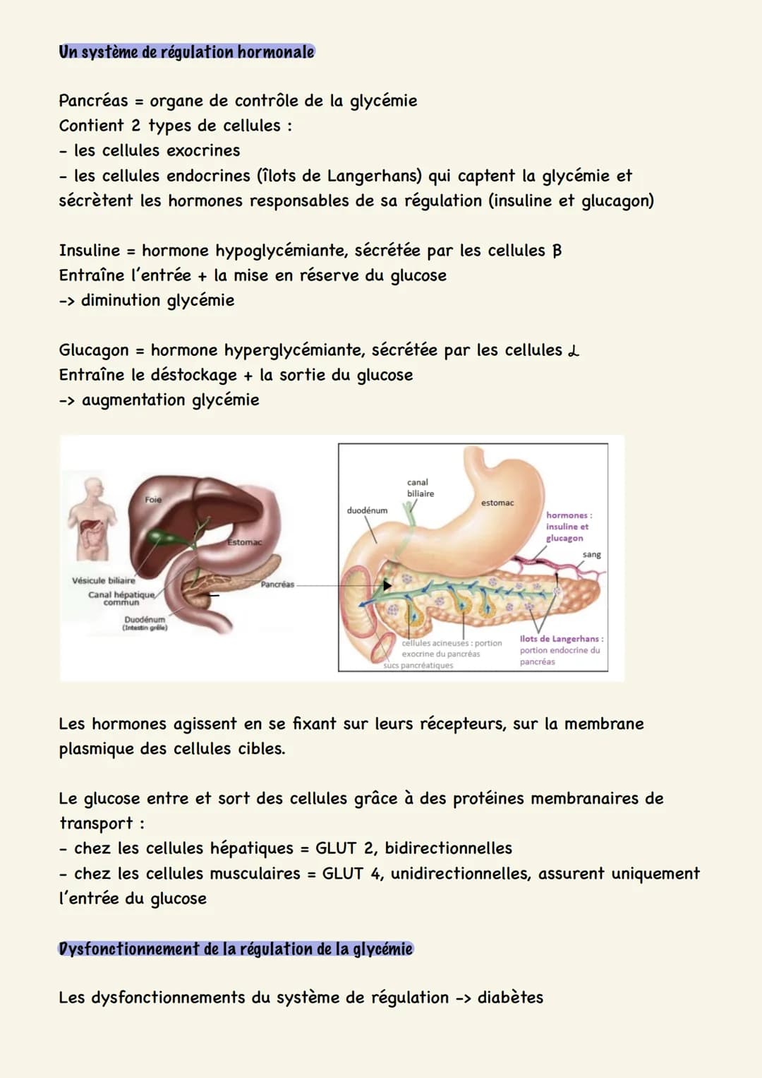 Le contrôle des flux de
glucose
Les cellules musculaires ont besoin de nutriments (glucose), apportés par le sang.
Le glucose est apporté à 