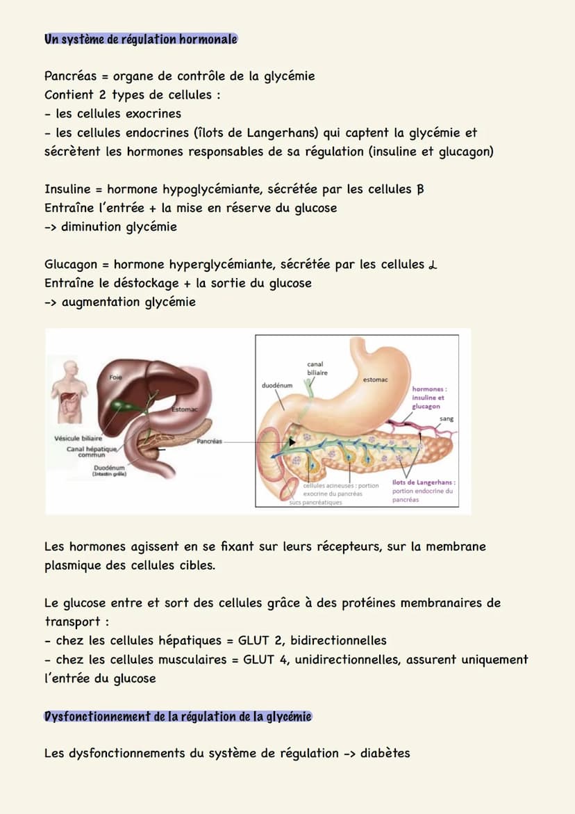 Le contrôle des flux de
glucose
Les cellules musculaires ont besoin de nutriments (glucose), apportés par le sang.
Le glucose est apporté à 