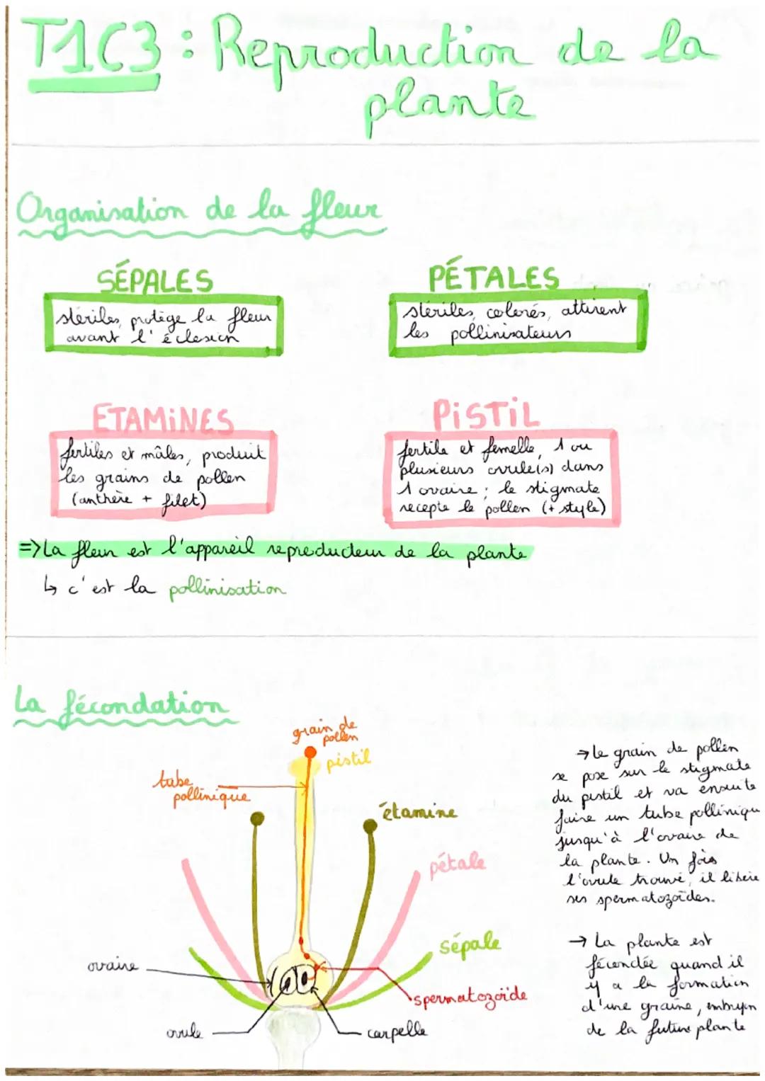T1C3: Reproduction de la
plante
Organisation de la fleur
SÉPALES
steriles protege la fleur
avant l'éclosion
ETAMINES
fertiles et mâles, prod
