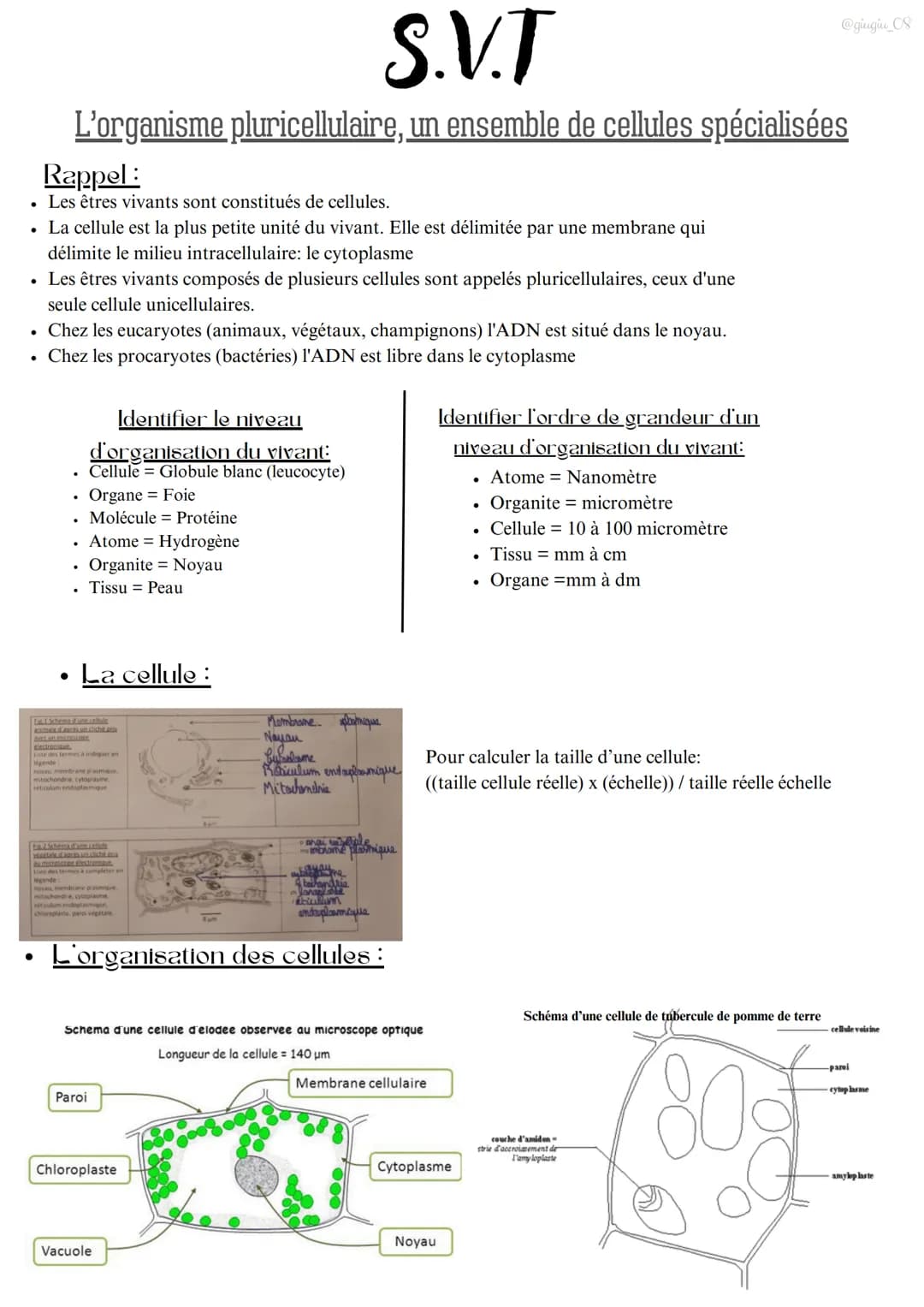 .
S.V.T
L'organisme pluricellulaire, un ensemble de cellules spécialisées
Rappel
. Les êtres vivants sont constitués de cellules.
⚫ La cellu