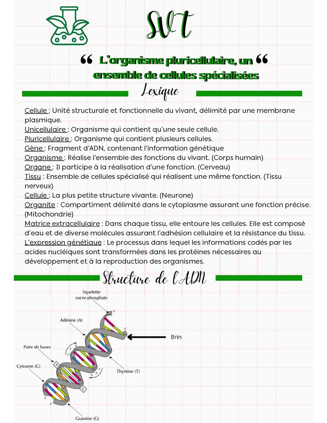 Les organismes pluricellulaire