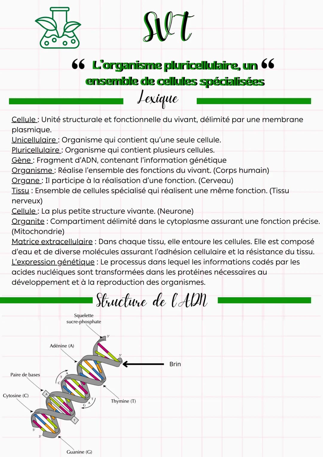 svt
66 L'organisme pluricellulaire, un 66
ensemble de cellules spécialisées
Lexique
Cellule : Unité structurale et fonctionnelle du vivant, 