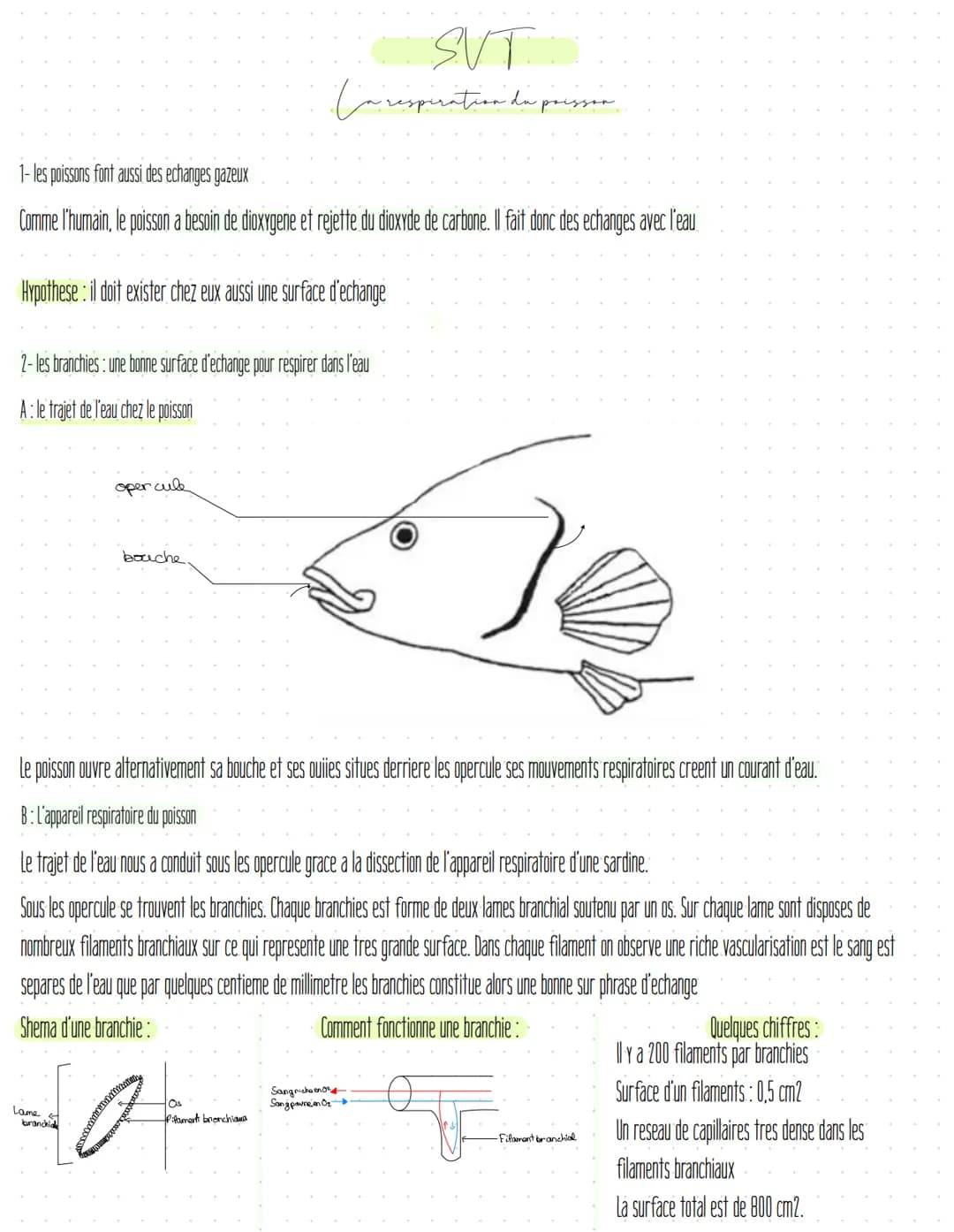 1- les poissons font aussi des echanges gazeux
Comme l'humain, le poisson a besoin de dioxygene et rejette du dioxyde de carbone. Il fait do