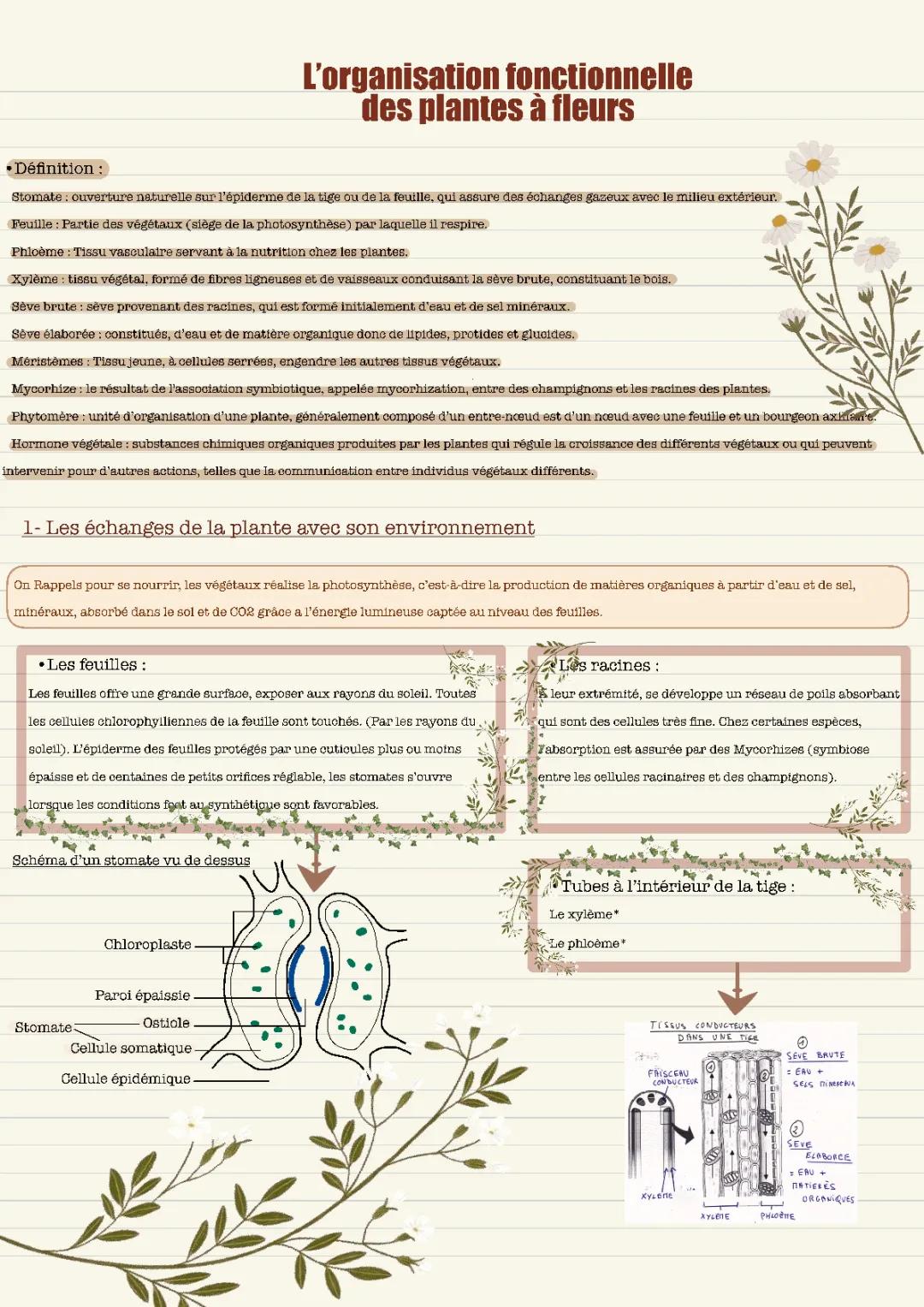 l'organisation fonctionnelle des plantes à fleurs 