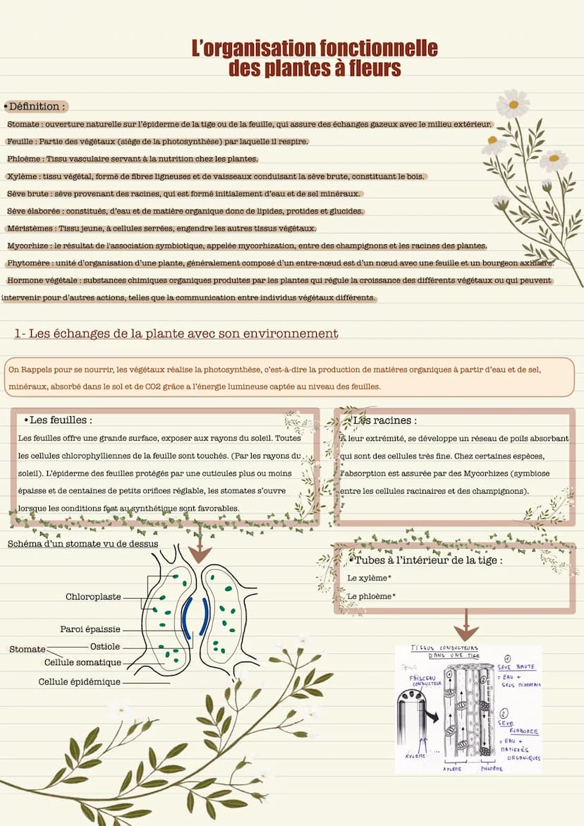 Définition:
Stomate ouverture naturelle sur l'épiderme de la tige ou de la feuille, qui assure des échanges gazeux avec le milieu extérieur.