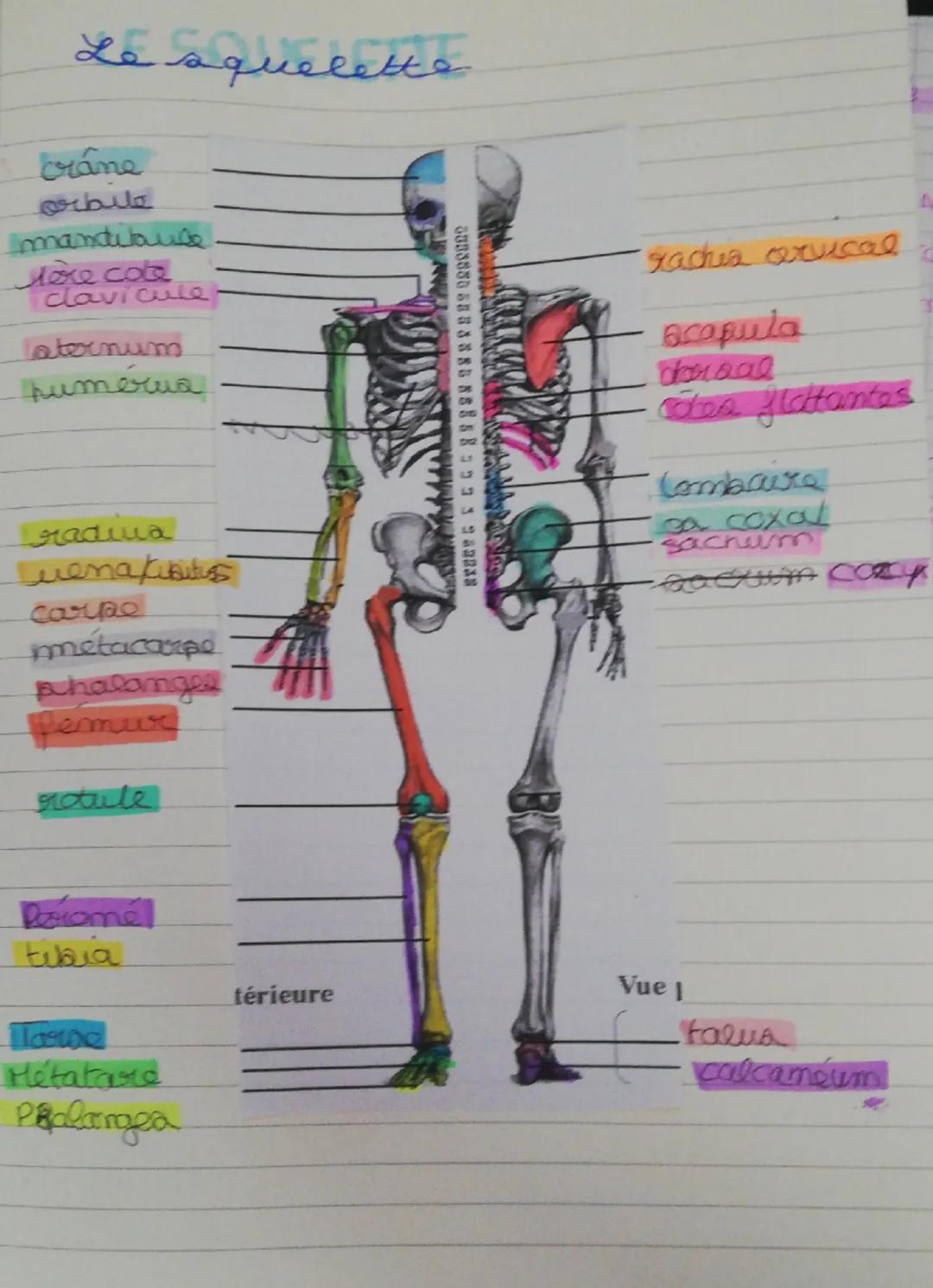 Le squelette
Crane
orbite
manditaule
loke cote
clavicule
laternum
humérua
Tradina
Luenakubituss
Carpe
metacarpe
rachia arvical
acapula
dorsa