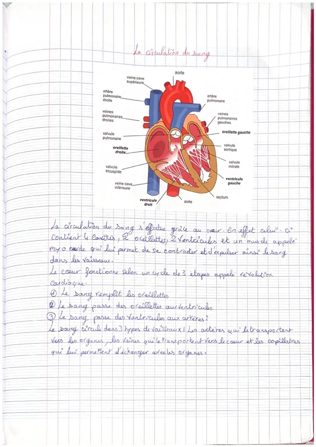 artère
pulmonaire
droite
veines
pulmonaires.
droites
valvule
pulmonaire
oreillette
droite.
valvule
tricuspide
La arculation du sany
veine ca