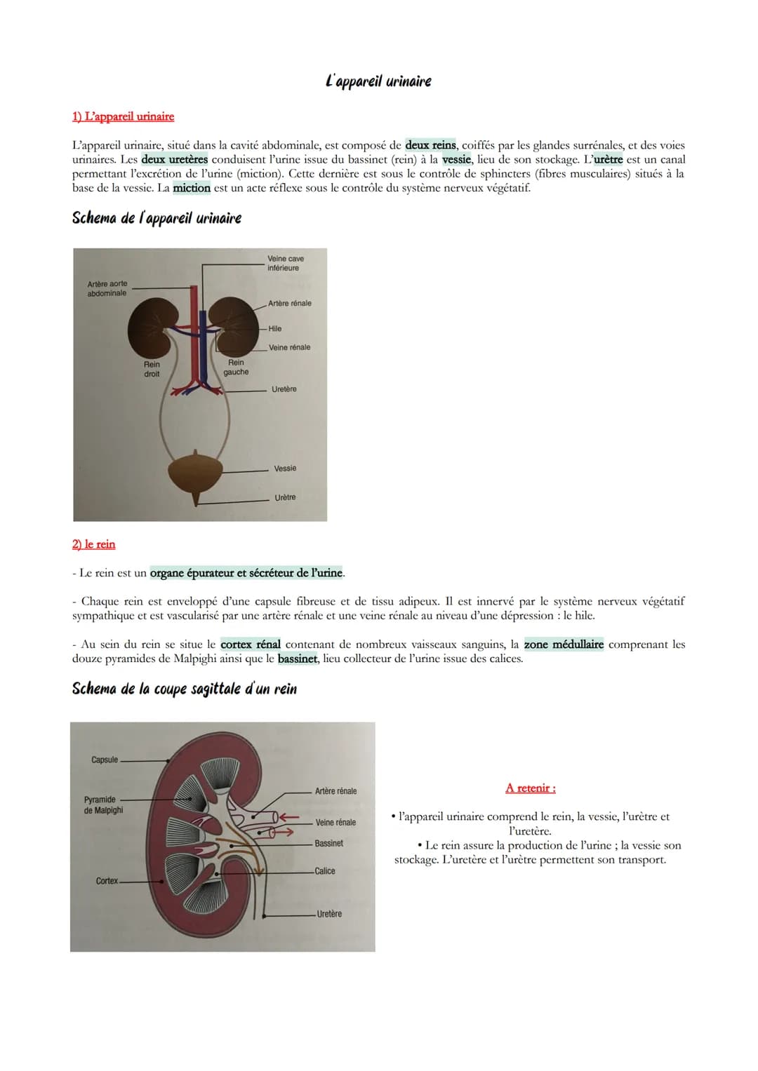 1) L'appareil urinaire
L'appareil urinaire, situé dans la cavité abdominale, est composé de deux reins, coiffés par les glandes surrénales, 