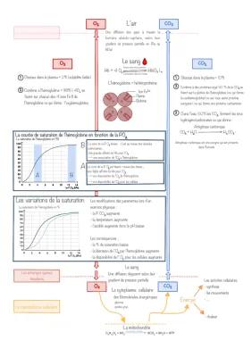 Know première BPH o2 co2 hémoglobine circulation  thumbnail