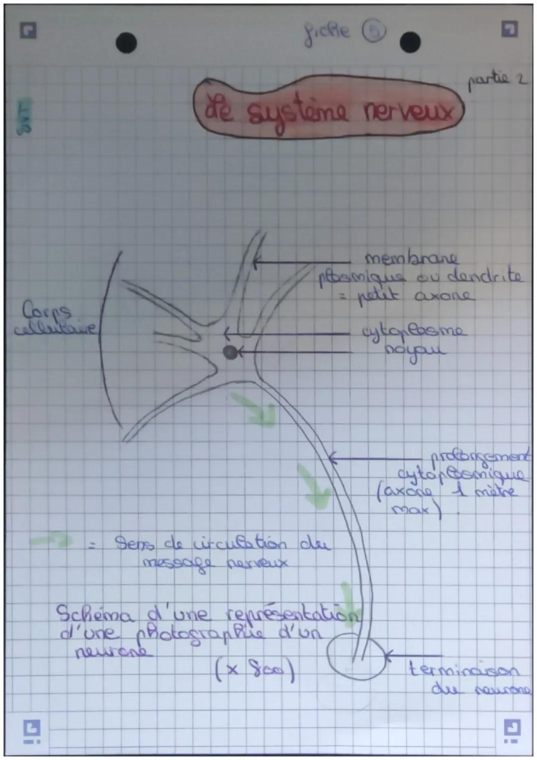 VT
fiche
de système nerveux
• Le système
système nerveux &
O
Système nerveux
herfs
sensitifs et
motors
Centres nerveux
Cerveau, moefle épini